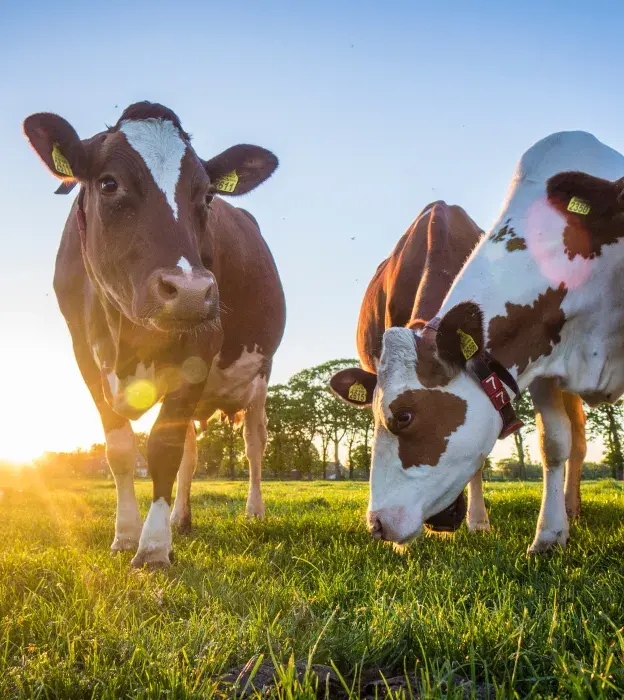 Photo rapproché de vaches dans un champs