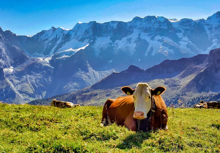 vache-montagne AdobeStock_68487275